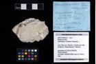 NHMW-GEO-2007z0149-0322_Ol_01.tifBrachyura indet.  (NHMW-GEO-2007z0149-0322)